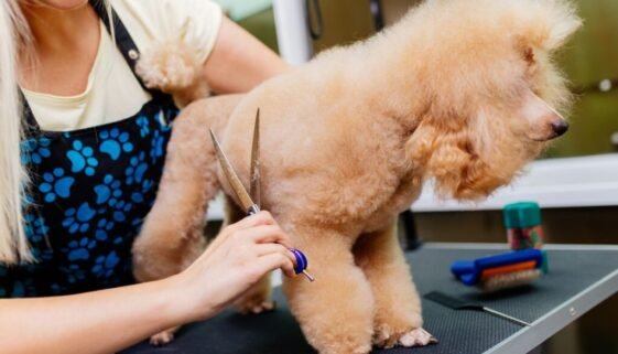 How Much Does It Cost to Groom a Standard Poodle