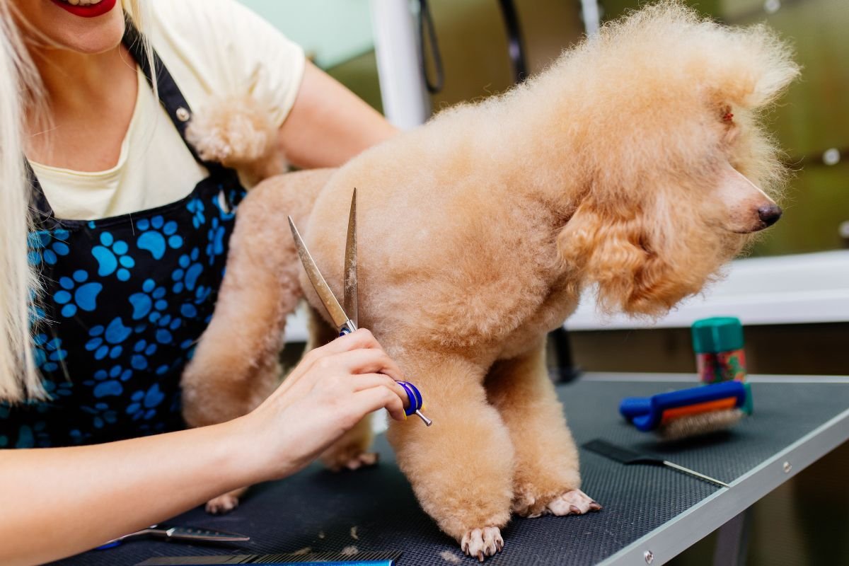 How Much Does It Cost to Groom a Standard Poodle How Much Does It Cost to Groom a Standard Poodle