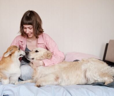 Do Corgis Get Along with Other Dogs