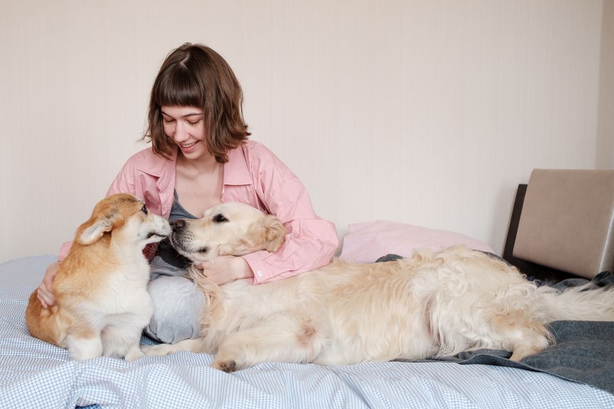 Do Corgis Get Along with Other Dogs Do Corgis Get Along with Other Dogs