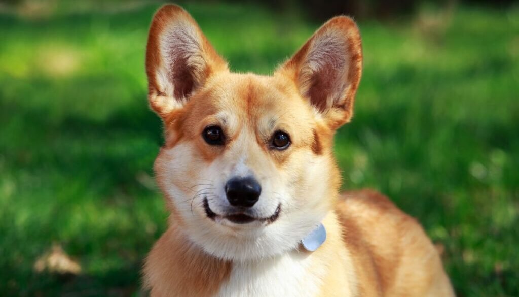 How Much Is a Corgi