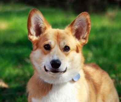 How Much Is a Corgi
