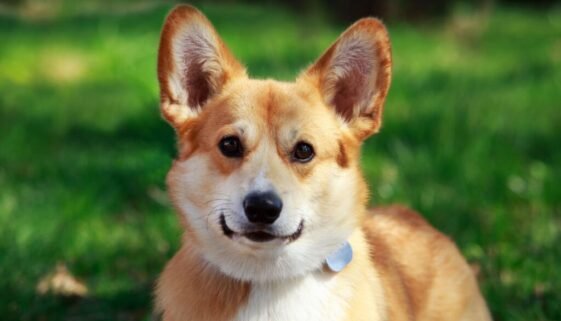 How Much Is a Corgi