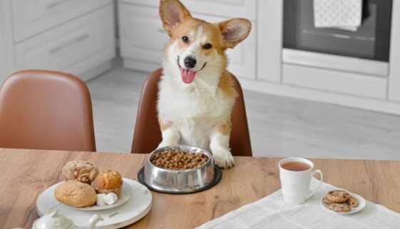 How Much Food Should a Corgi Eat