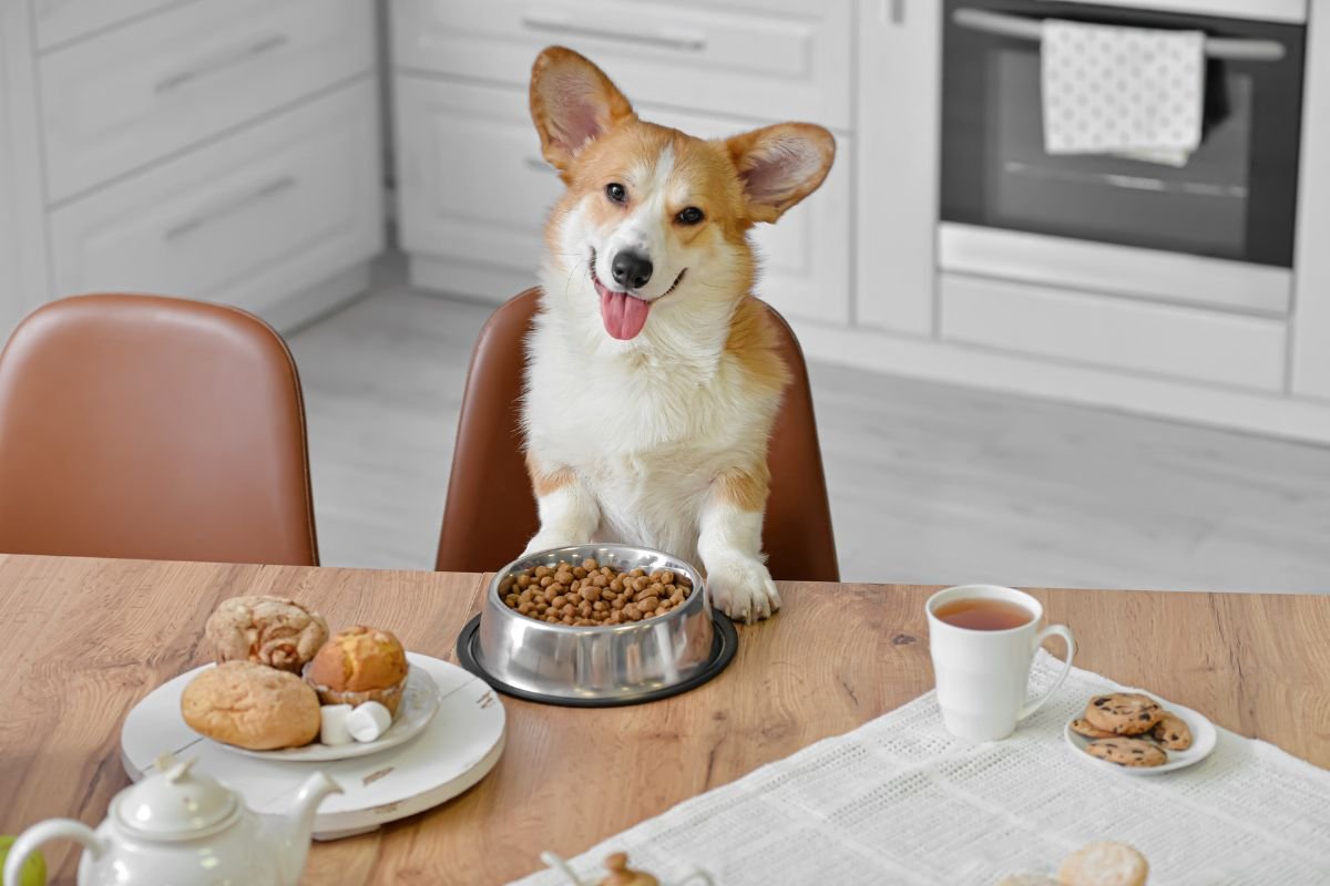 How Much Food Should a Corgi Eat How Much Food Should a Corgi Eat