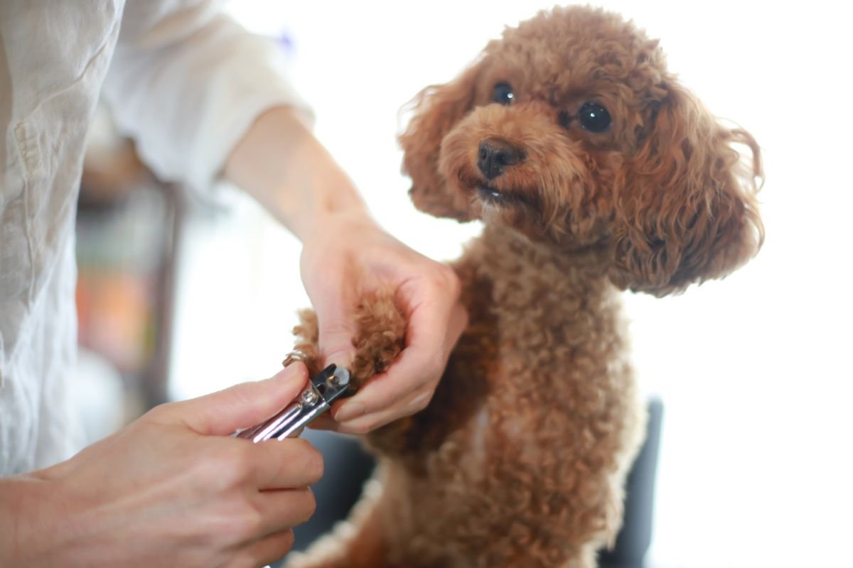 How to Care for Poodle Dew Claws How to Care for Poodle Dew Claws