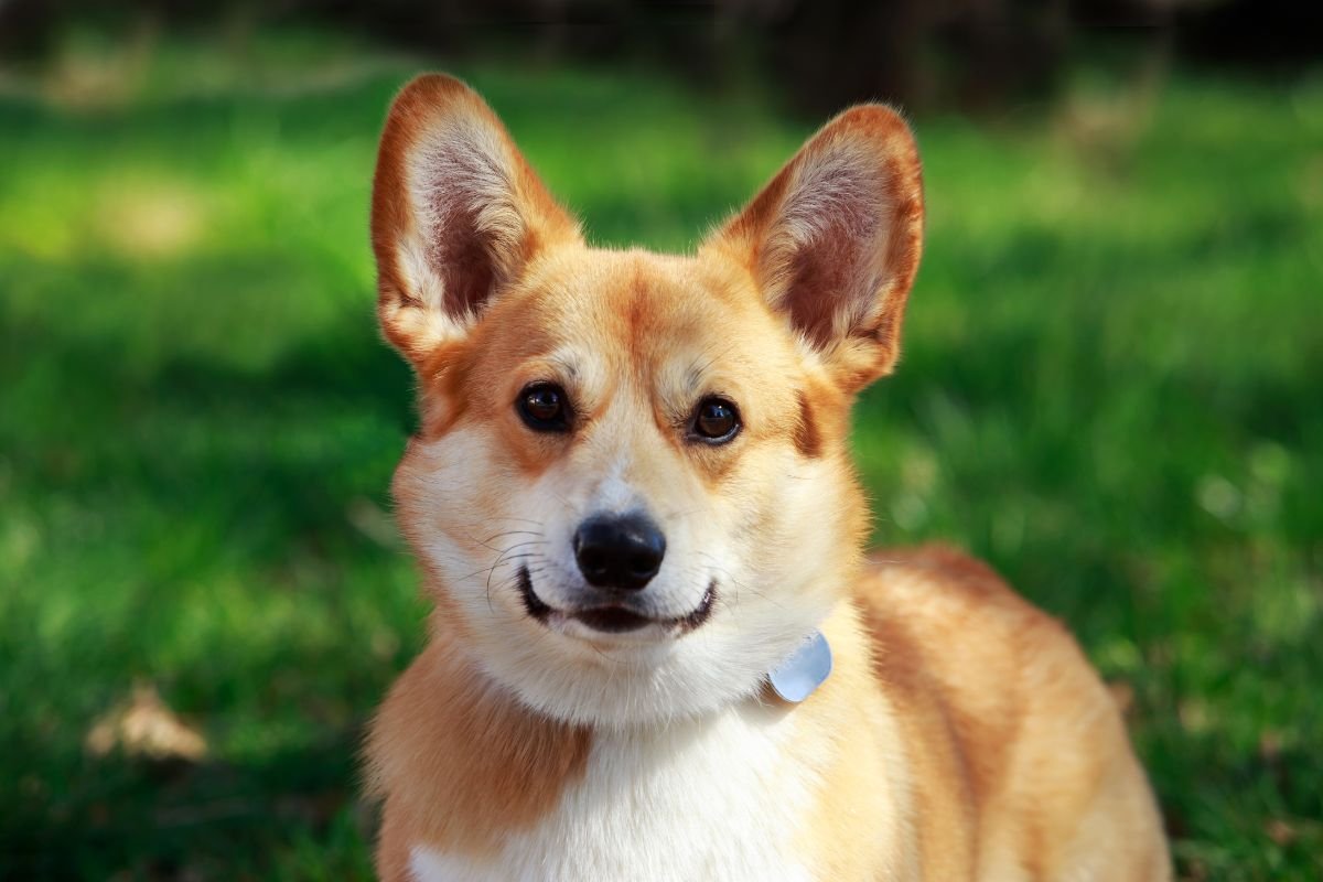 How Much Is a Corgi How Much Is a Corgi