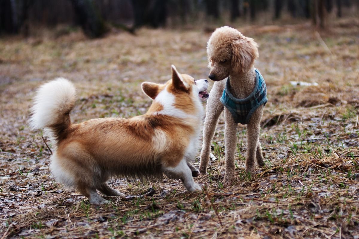 Steps for Introducing a Corgi to Another Dog Steps for Introducing a Corgi to Another Dog