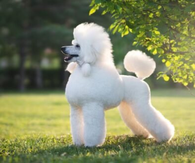 Keep Your Poodle's Coat Vibrant