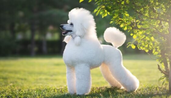 Keep Your Poodle's Coat Vibrant