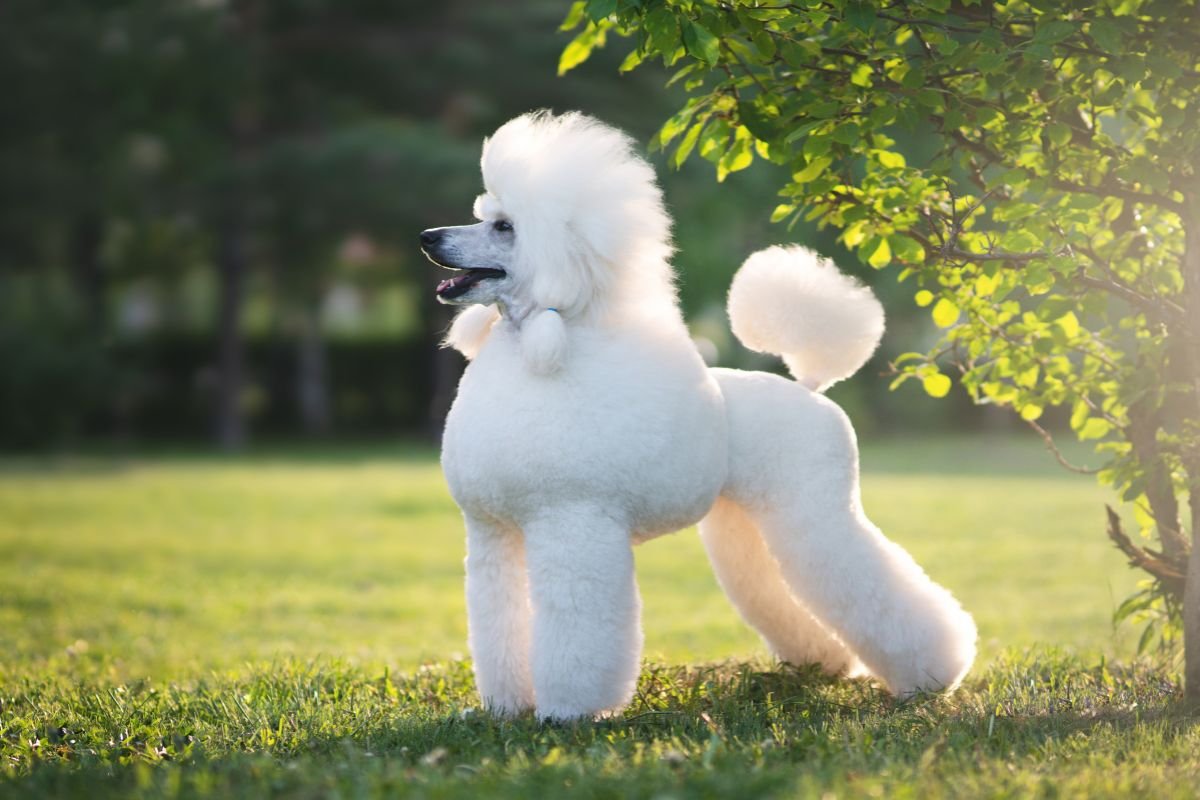How to stop poodle fading Keep Your Poodle's Coat Vibrant