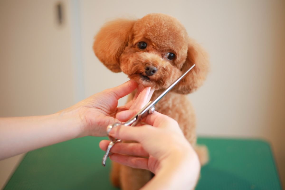 Poodle Haircut and Styling