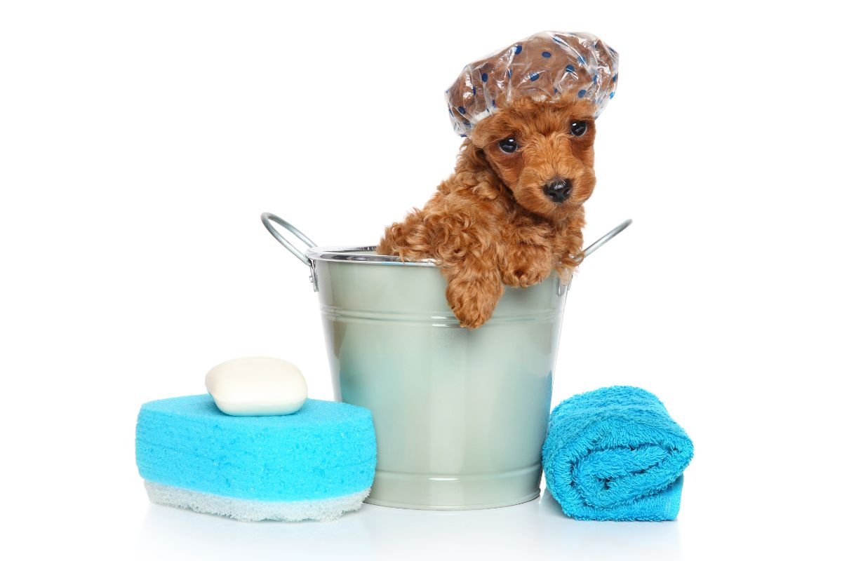 Poodle Bath and Brush