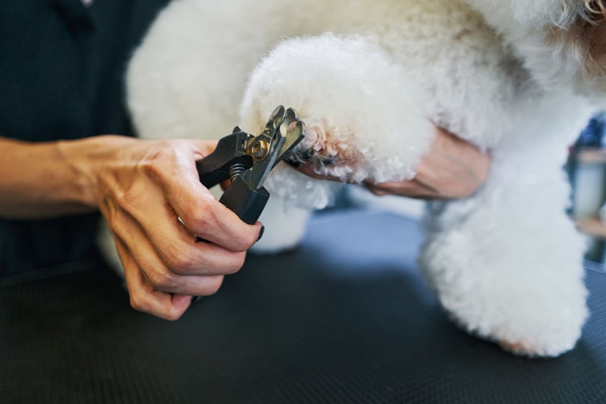 Poodle Nail Trimming