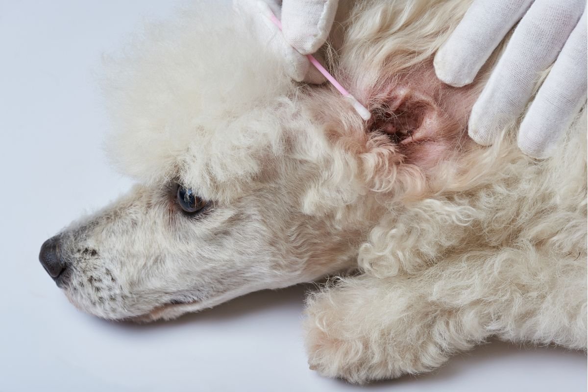 Poodle Ear Cleaning