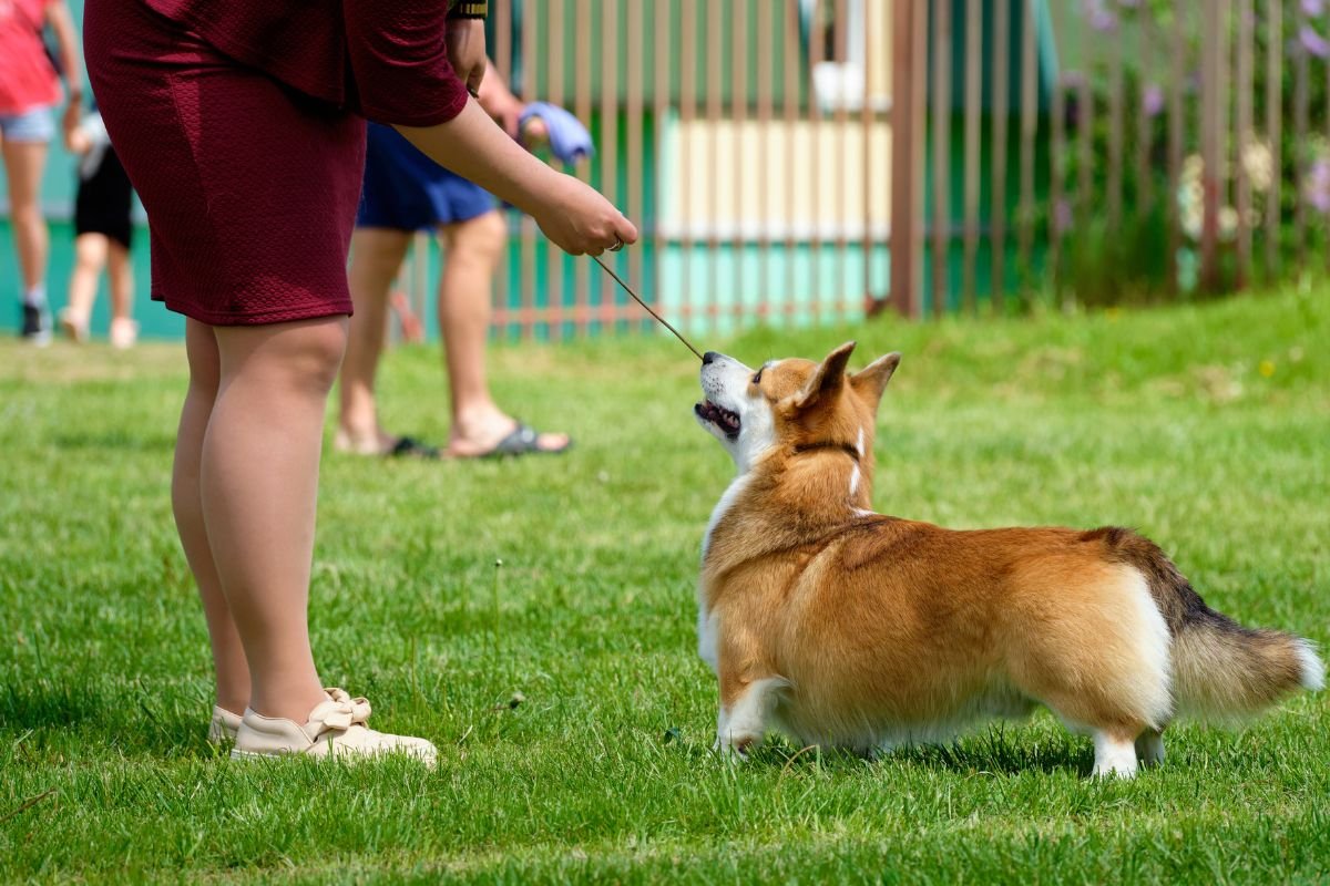 Corgi training Corgi training