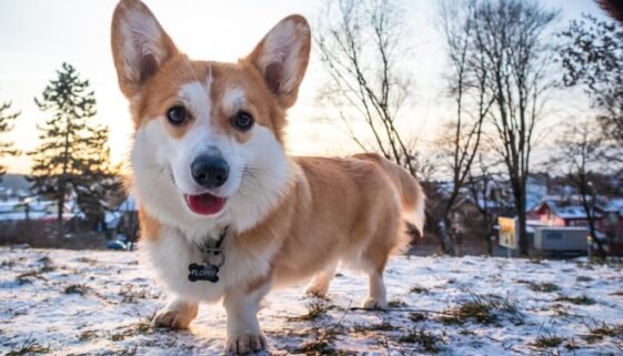 Do Corgis Get Cold