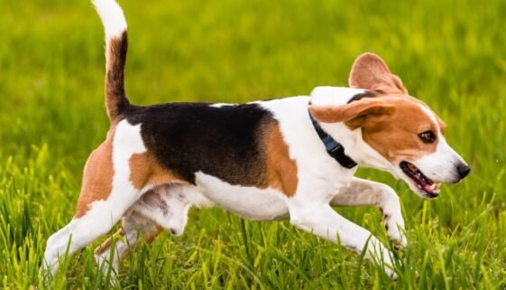How Fast Can Beagles Run