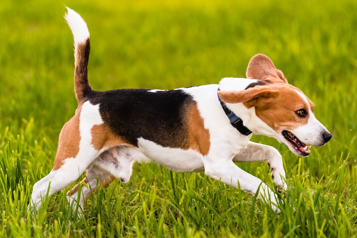How Fast Can Beagles Run How Fast Can Beagles Run