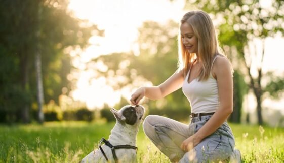 How to Train Your French Bulldog