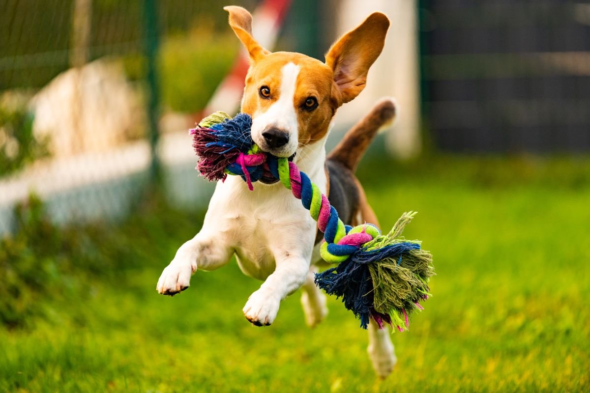 Training Your Beagle to Run Faster Training Your Beagle to Run Faster