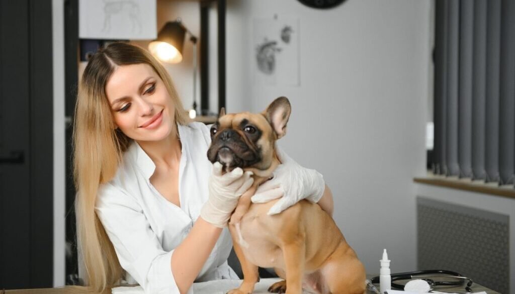 Why Does My French Bulldog Keep Throwing Up