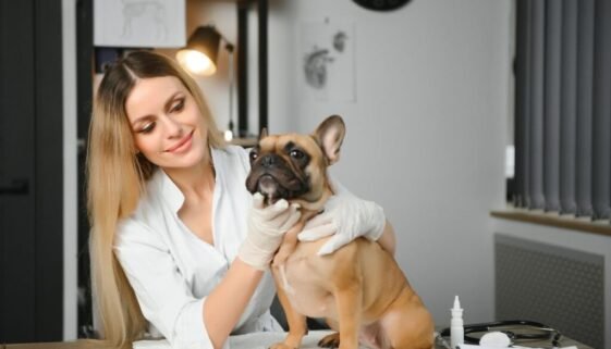 Why Does My French Bulldog Keep Throwing Up
